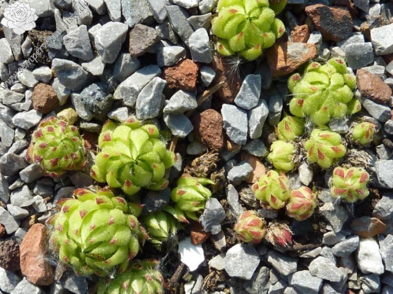 globiferum ssp. allionii from Pierlas
