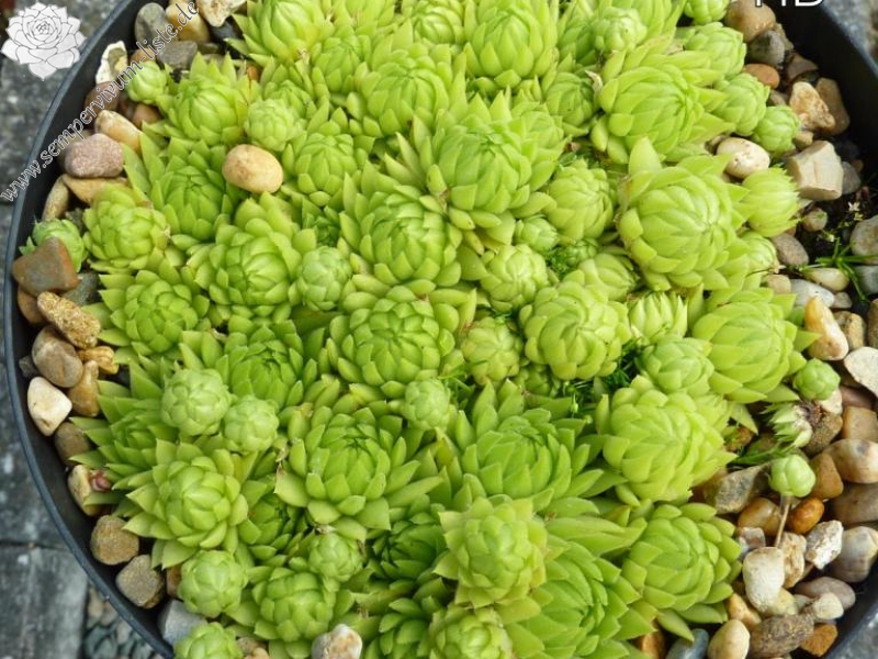 globiferum ssp. allionii from Preit