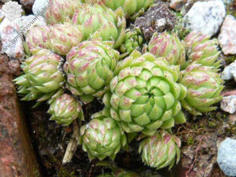 globiferum ssp. allionii