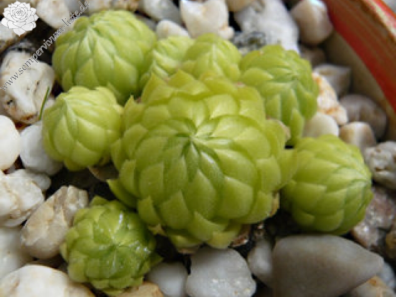 globiferum ssp. allionii