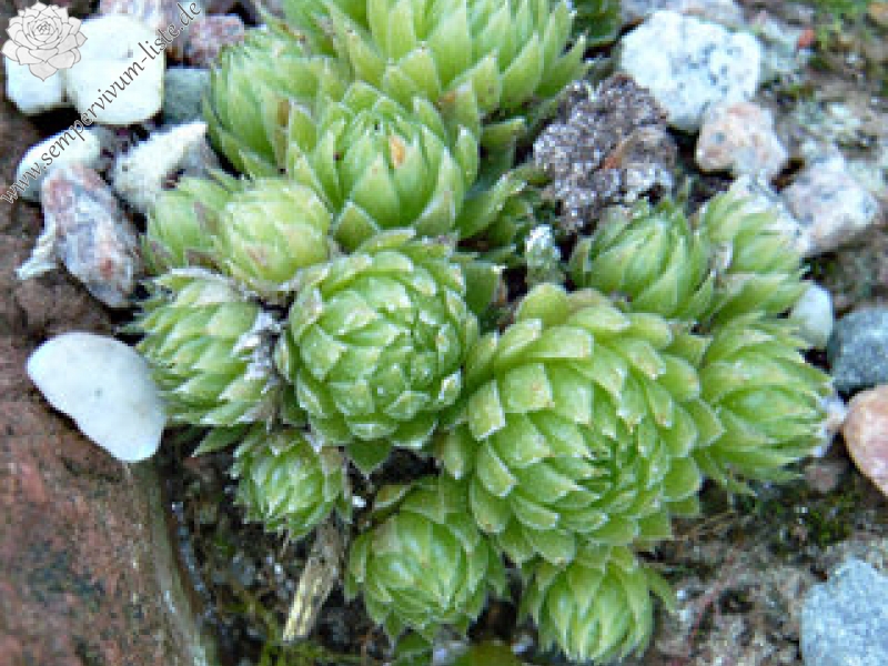 globiferum ssp. allionii