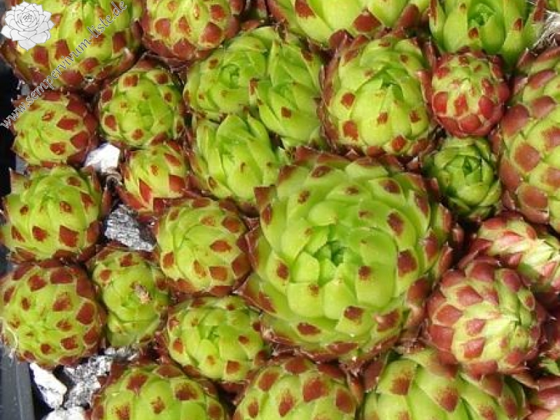 globiferum ssp. arenarium from Anras