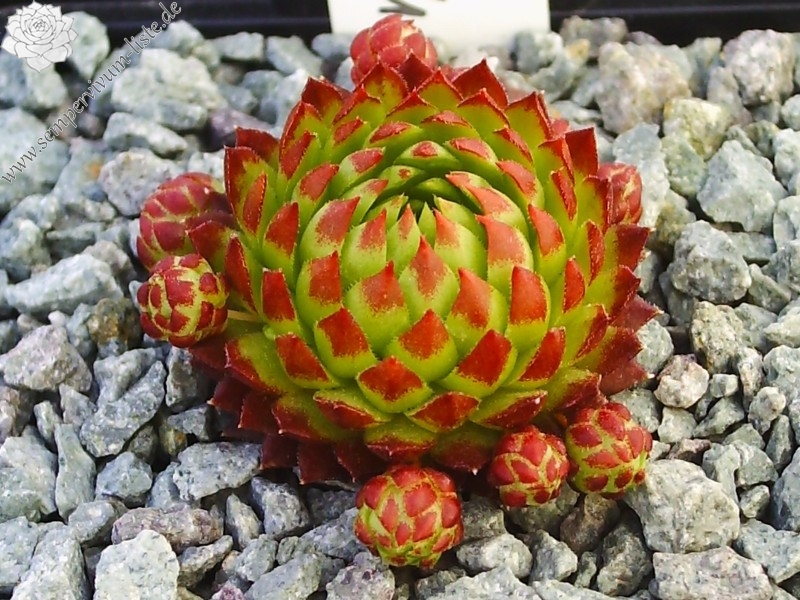 globiferum ssp. arenarium from Croce Carnico