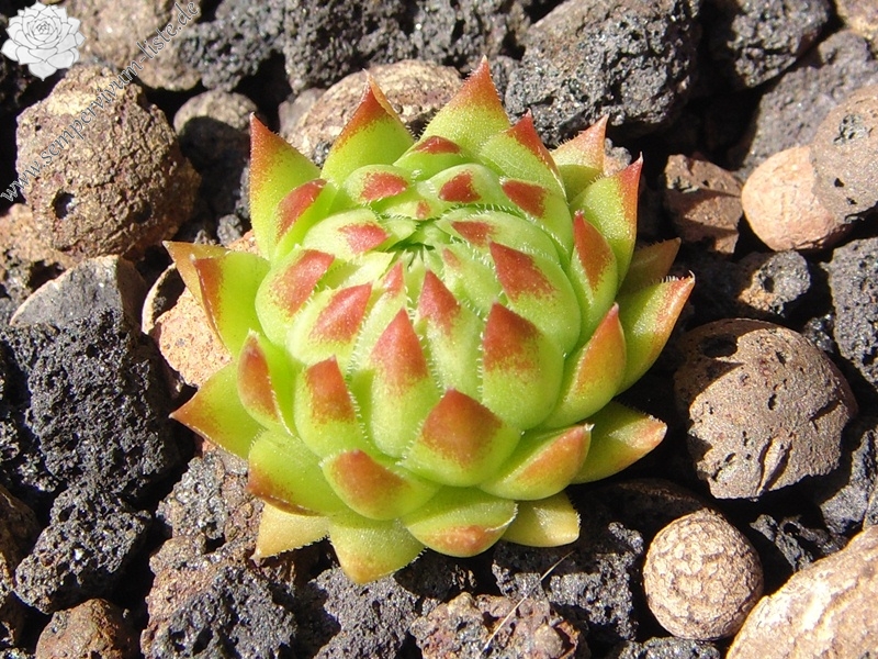globiferum ssp. arenarium from Croce Carnico