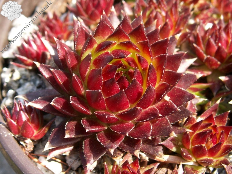 globiferum ssp. arenarium from Croce Carnico