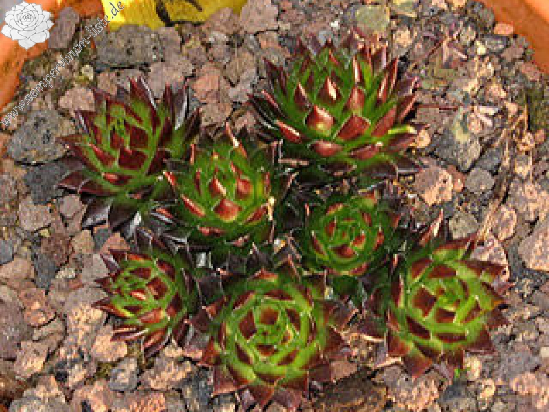 globiferum ssp. arenarium from Croce Carnico