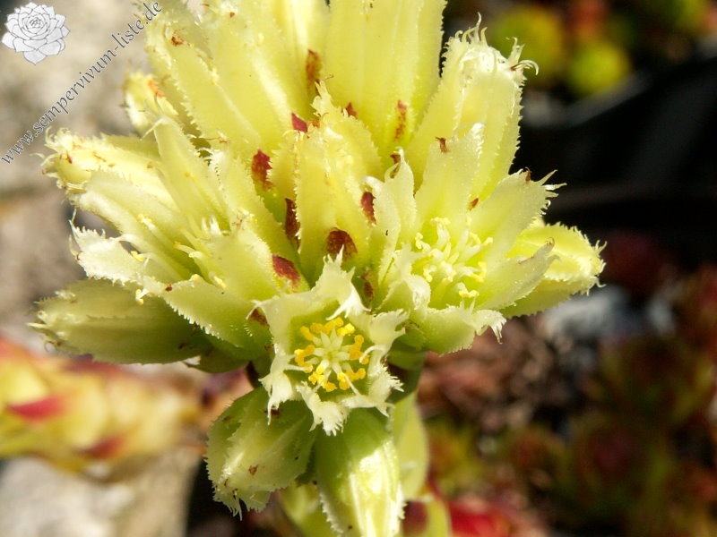 globiferum ssp. arenarium from Croce Carnico