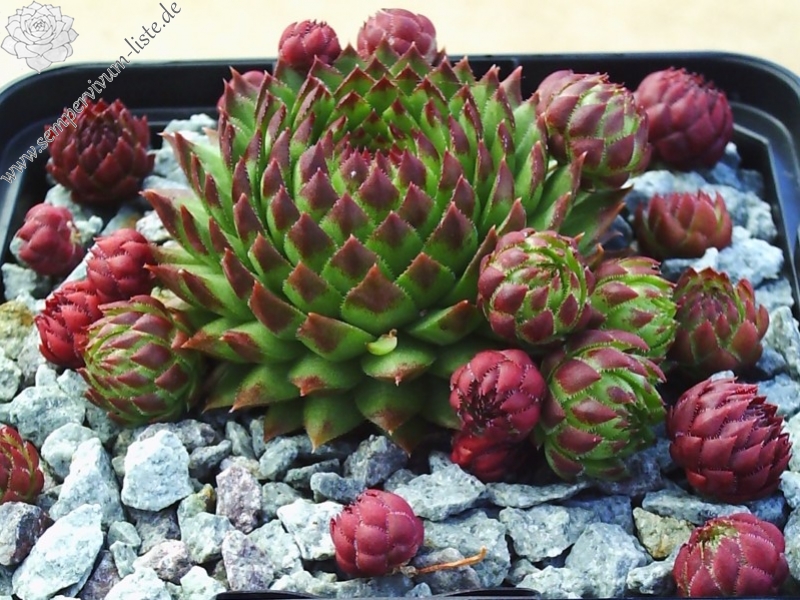 globiferum ssp. arenarium from Croce Carnico