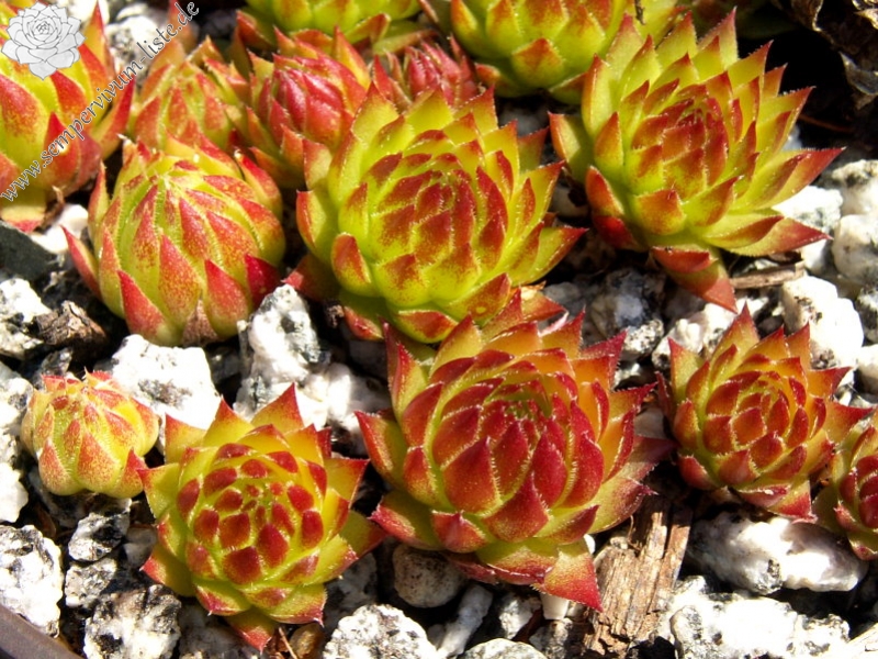 globiferum ssp. arenarium from Croce Carnico