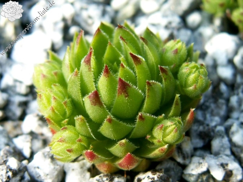 globiferum ssp. arenarium from Croce Carnico