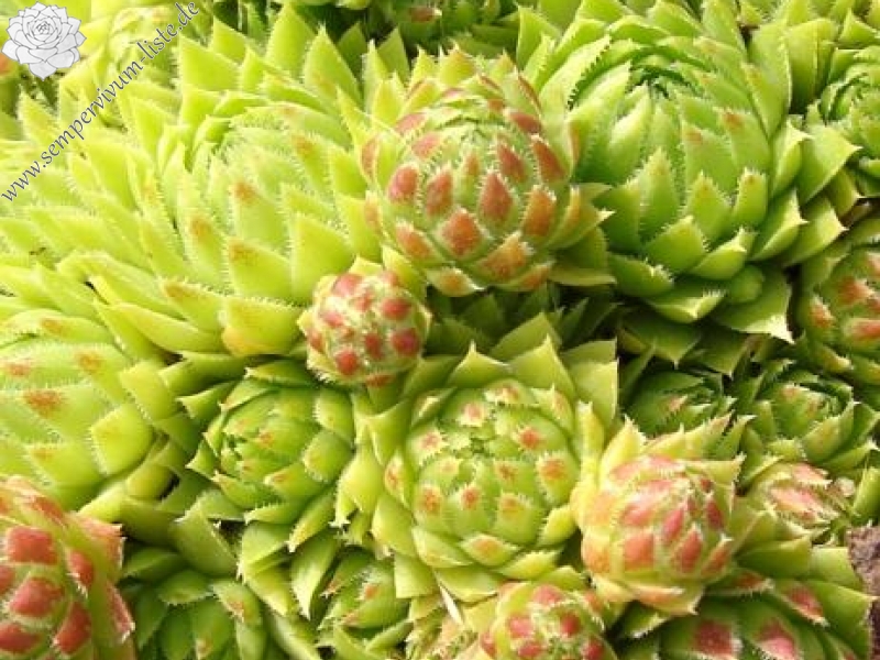 globiferum ssp. arenarium from Eisentratten