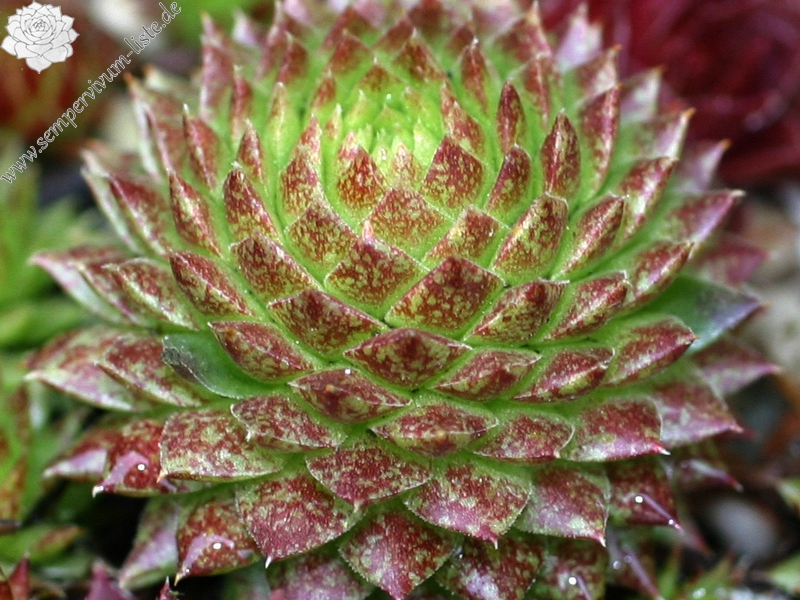 globiferum ssp. arenarium from Goldeck