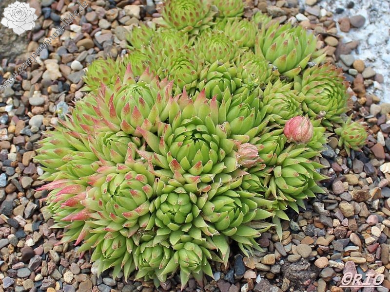 globiferum ssp. arenarium from Goldeck