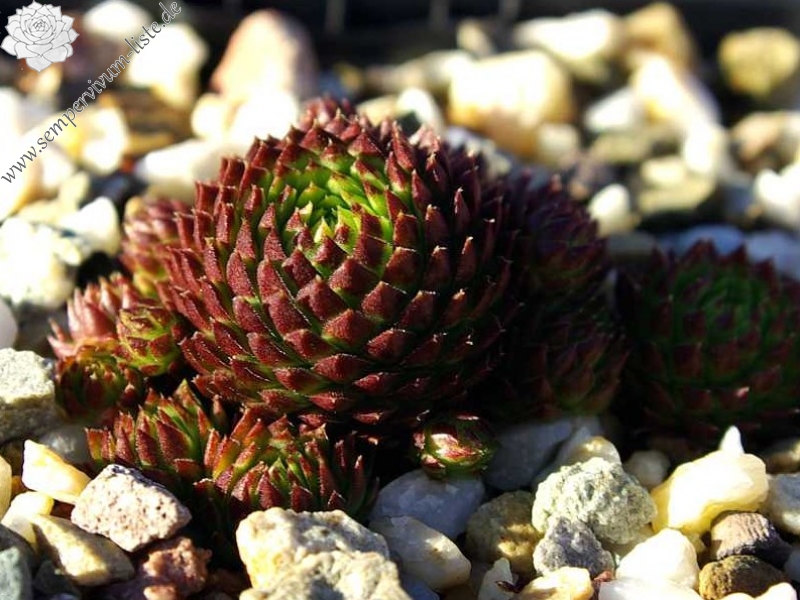 globiferum ssp. arenarium from Goldeck