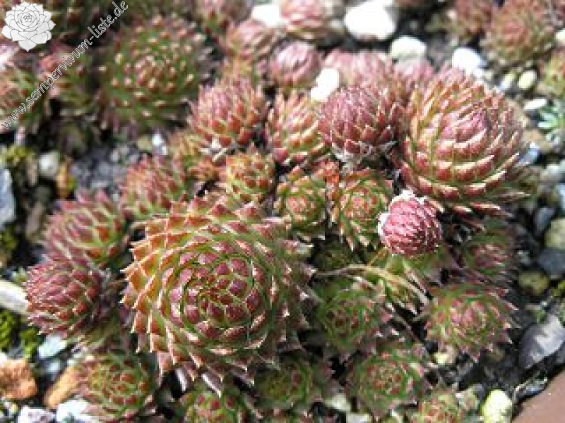 globiferum ssp. arenarium from Goldeck