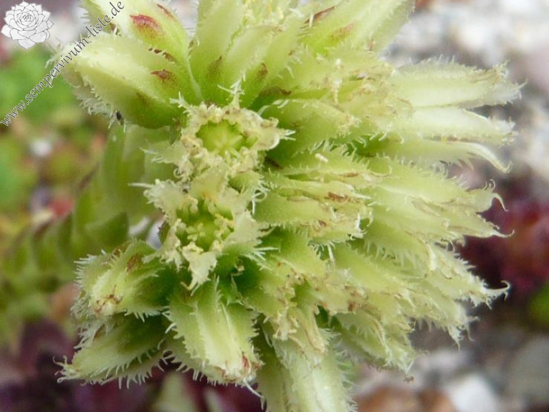 globiferum ssp. arenarium from Goldeck