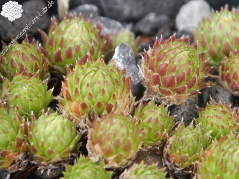 globiferum ssp. arenarium from Klomnock