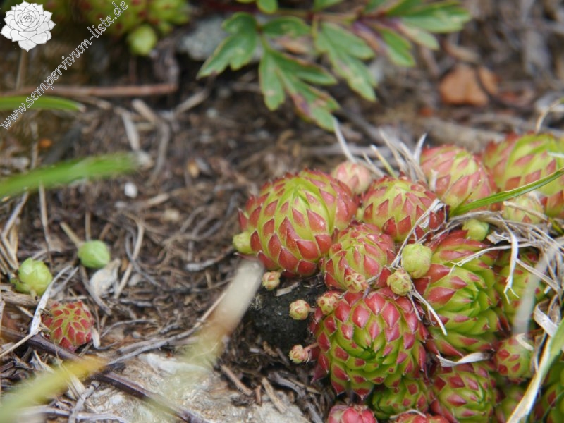 globiferum ssp. arenarium from Klomnock