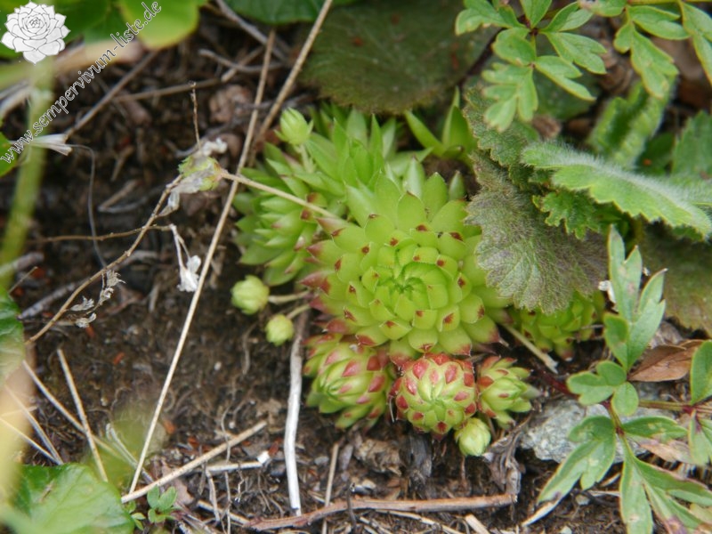 globiferum ssp. arenarium from Klomnock