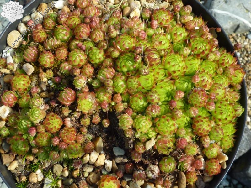 globiferum ssp. arenarium from Maltatal, 870m