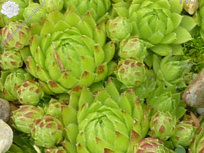 globiferum ssp. arenarium from Muraz