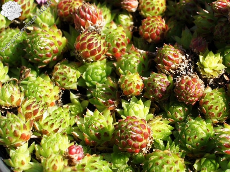 globiferum ssp. arenarium from Murtal