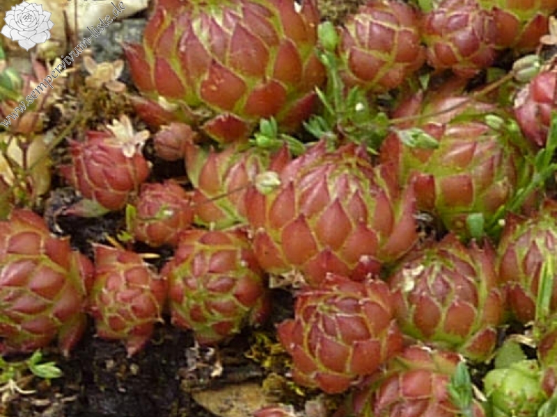 globiferum ssp. arenarium from Murtal