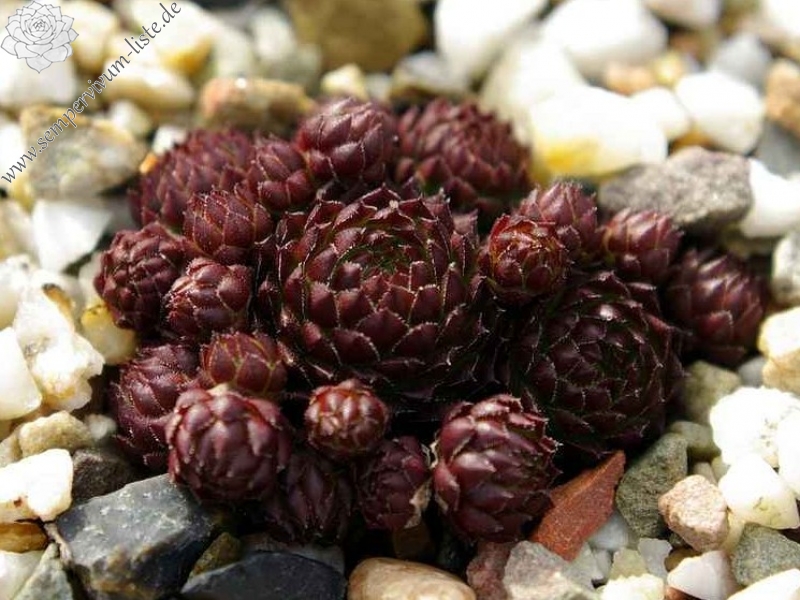 globiferum ssp. arenarium from Murtal