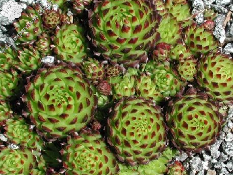 globiferum ssp. arenarium from Murtal