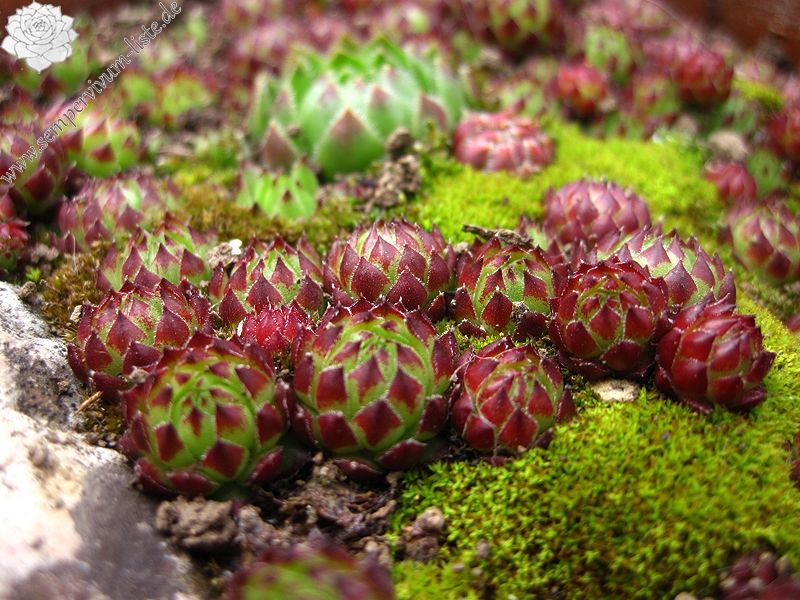 globiferum ssp. arenarium from Murtal
