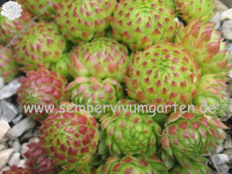 globiferum ssp. arenarium from Murtal