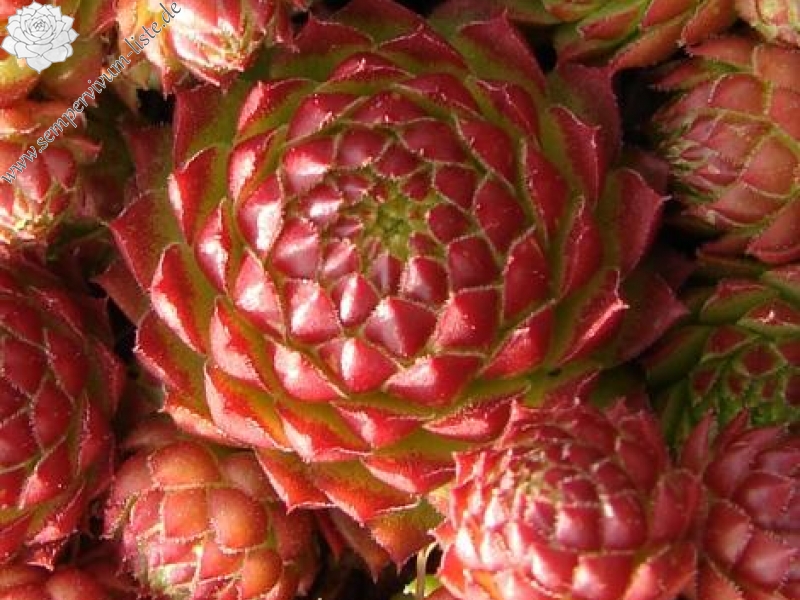 globiferum ssp. arenarium from Murtal