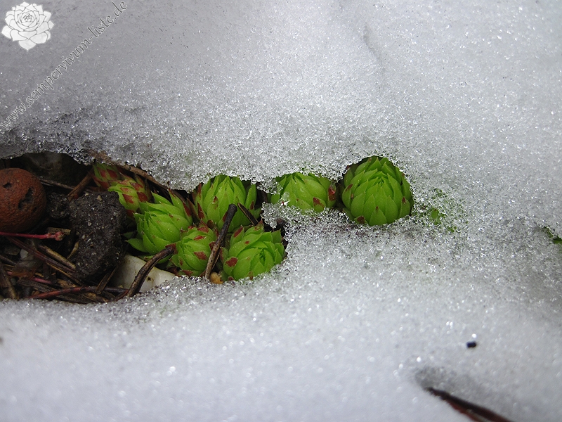 globiferum ssp. arenarium from Slovenia