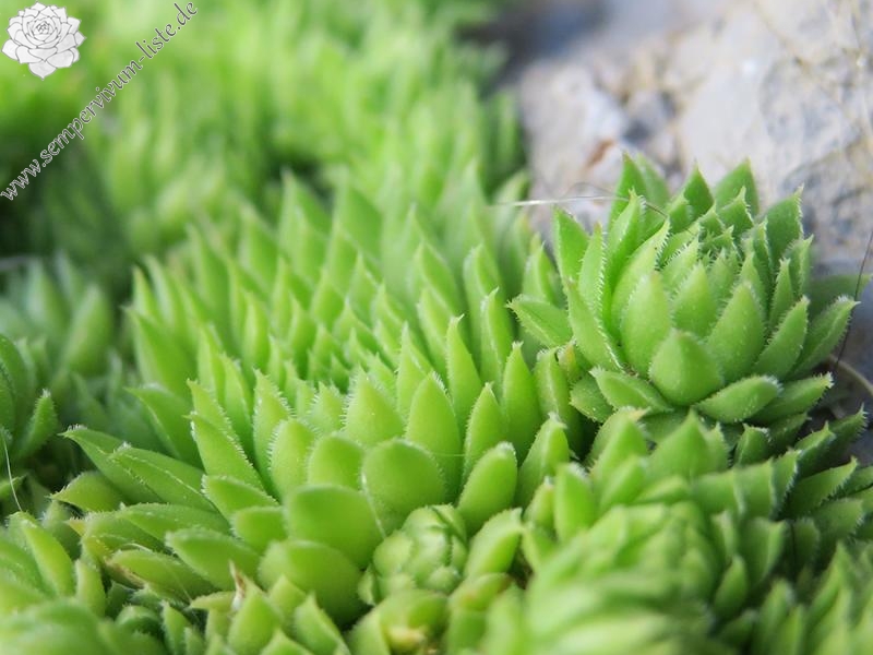 globiferum ssp. arenarium from Slovenia