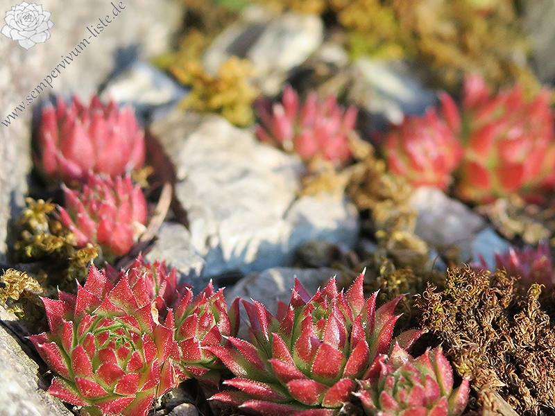 globiferum ssp. arenarium from Slovenia