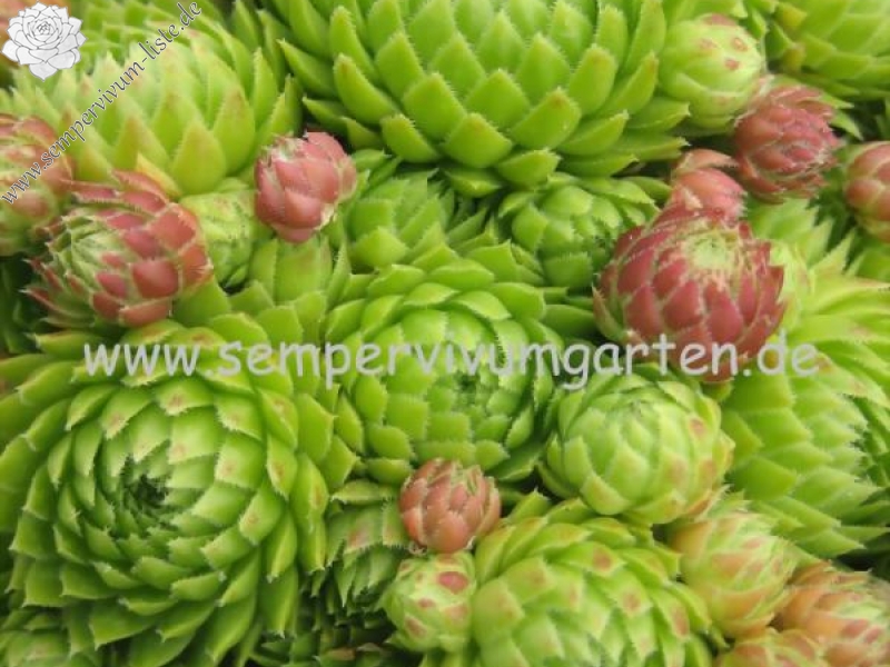 globiferum ssp. arenarium