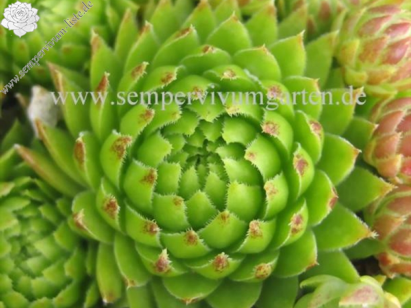 globiferum ssp. arenarium