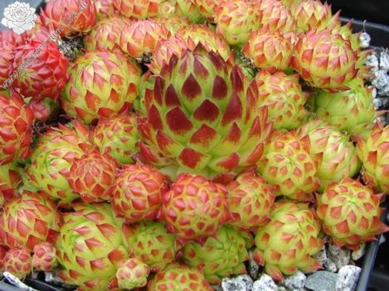 globiferum ssp. arenarium