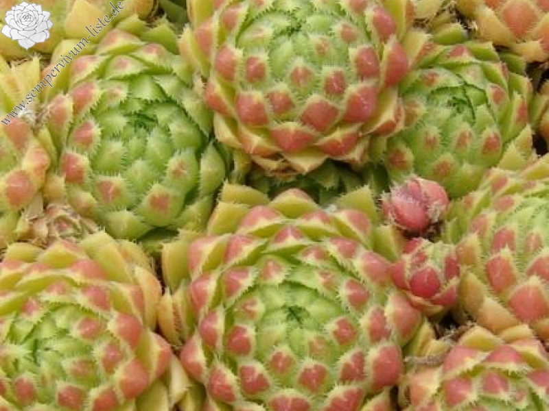 globiferum ssp. arenarium