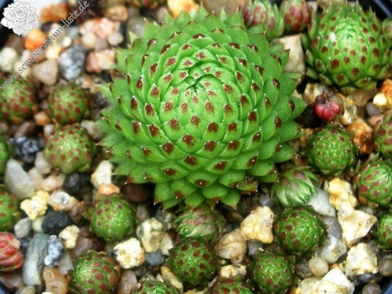 globiferum ssp. arenarium