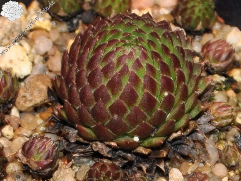 globiferum ssp. arenarium