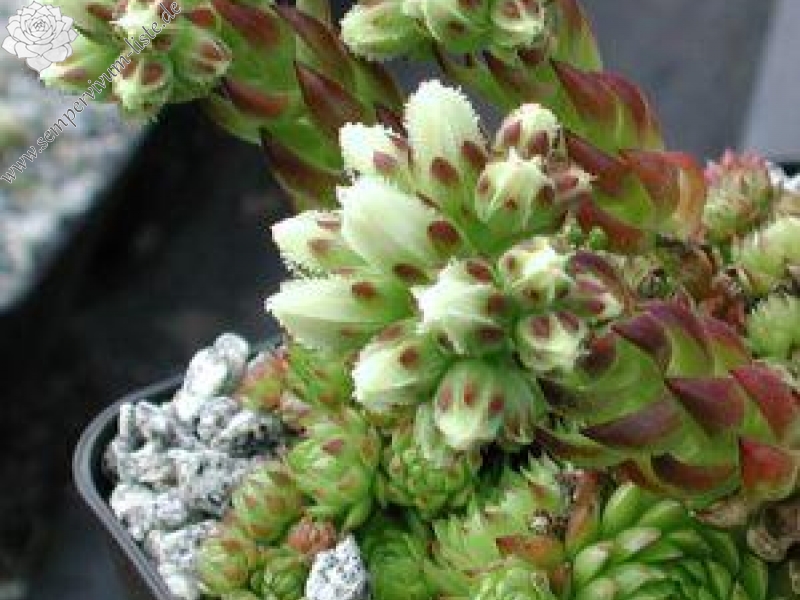 globiferum ssp. arenarium