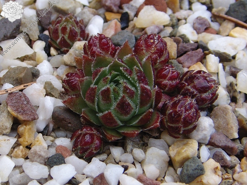 globiferum ssp. hirtum (glabrescens)