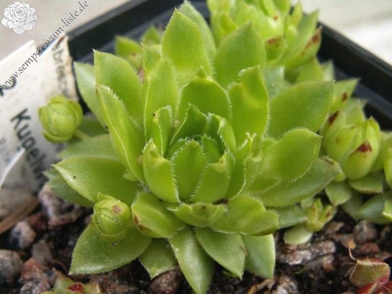 globiferum ssp. hirtum (glabrescens)