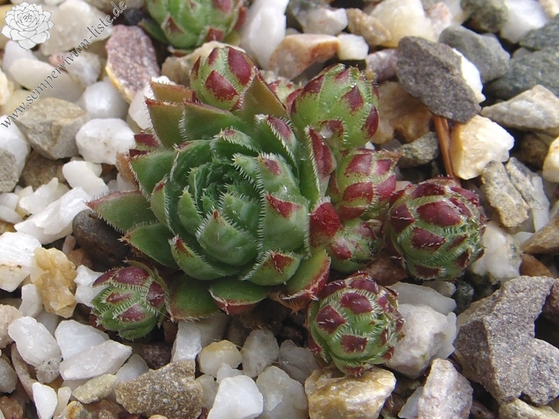 globiferum ssp. hirtum (glabrescens)