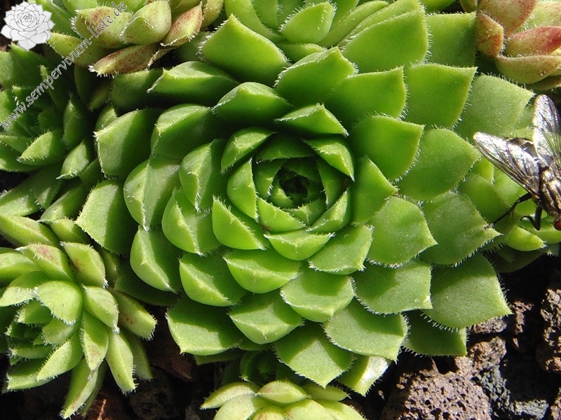 globiferum ssp. hirtum (glabrescens) from Beckov