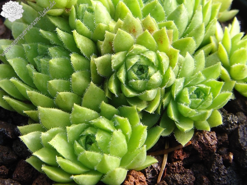 globiferum ssp. hirtum (glabrescens) from Beckov