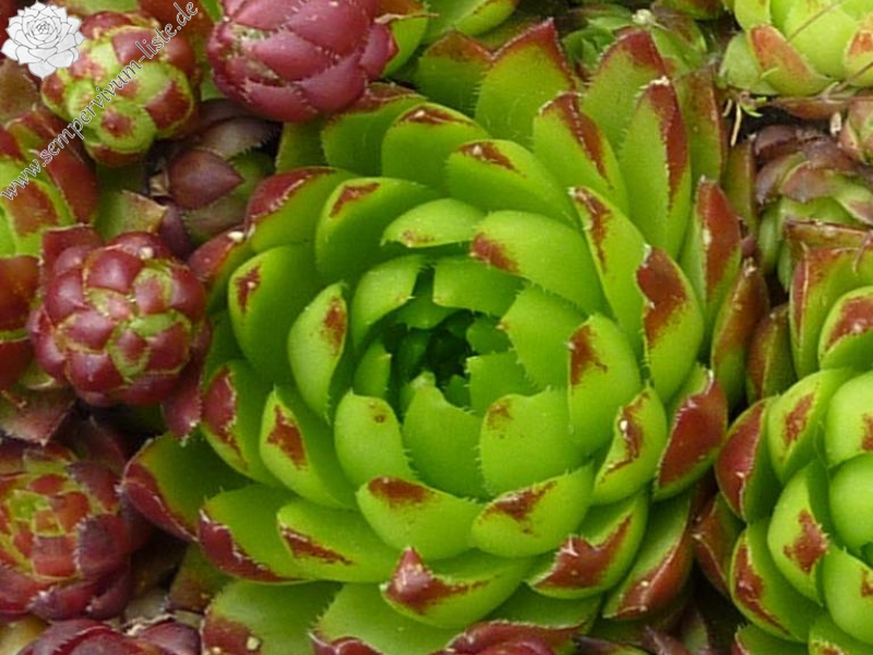 globiferum ssp. hirtum (glabrescens) from Cierna Skala