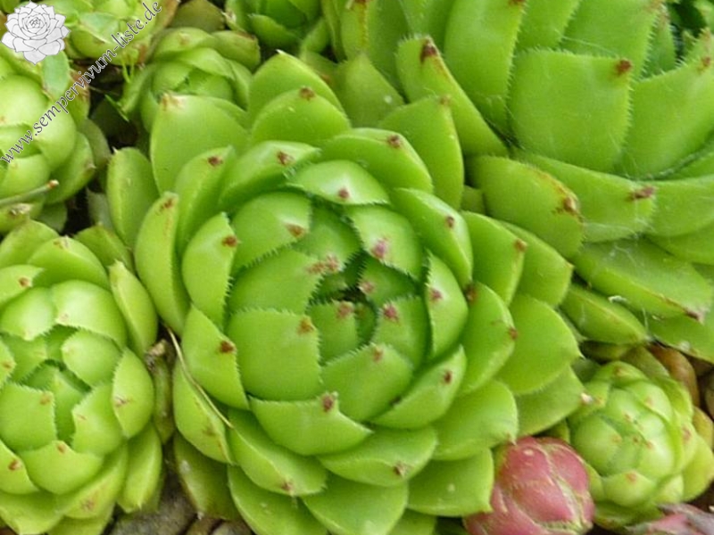 globiferum ssp. hirtum (glabrescens) from Csobanka