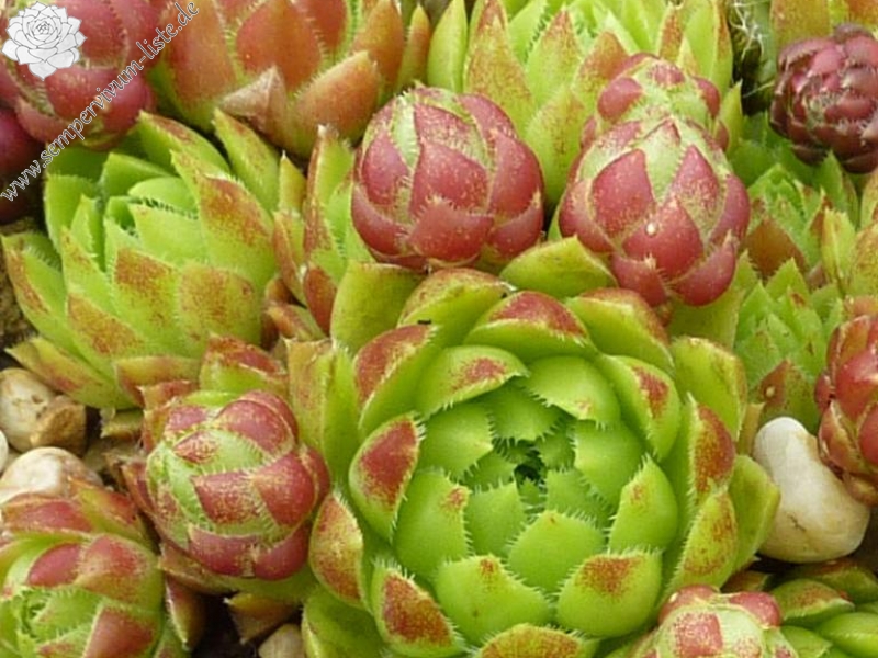 globiferum ssp. hirtum (glabrescens) from Dörfles A